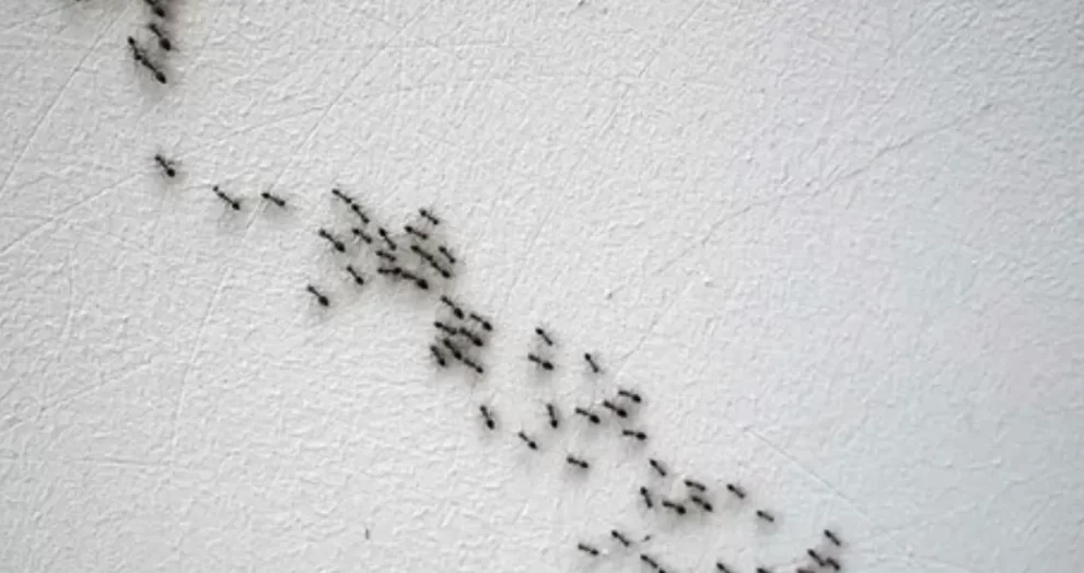 How To Get Rid Of Ants And Flies In The House