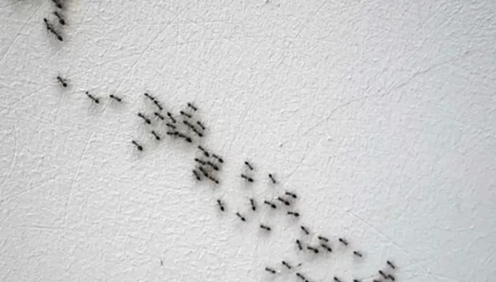 How To Get Rid Of Ants And Flies In The House